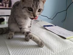 猫咪在这里很放松，采完血就开始悠然自得的舔毛了。-瑞派福兴宠物医院犬猫全科·骨科·中西医结合(河东店)