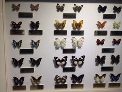 iphone_upload_pic-上海昆虫博物馆