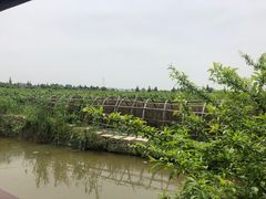 -樂桃源奉贤黄桃种植采摘基地