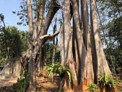 -瑞丽独树成林风景区