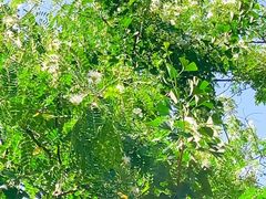 -白鹭湾湿地公园