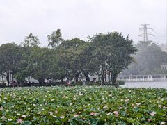 -荔湾湖公园