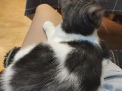 -万小咖.猫咖(中山路天虹店)