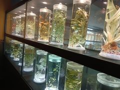 -广东中医药博物馆