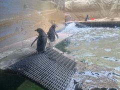 -悉尼海洋生物水族馆