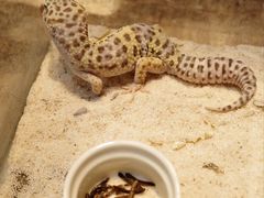 -青石桥花鸟鱼虫市场(叠翠城店)