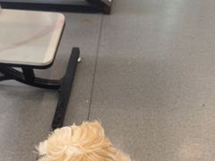 -半岛宠物医院24小时(科华中路店)