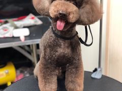 -小尾巴宠物店(万科·金域华庭店)