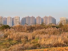 -洋湖国家湿地公园