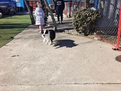 -宠物寄养训练学校