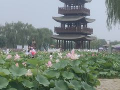 -白洋淀景区