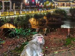 -贵州森林野生动物园