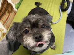 -瑞鹏宠物医院·爱宠堂·骨外专科(西荷分院)