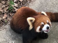-合肥野生动物园
