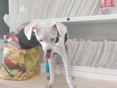 -爱侣宠医·鹦鹉专科·小型哺乳类·异宠专科(灵石路店)