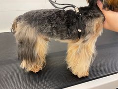 -comecome来吧宠物(奥克斯中心店)