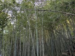 -黄山翡翠谷景区