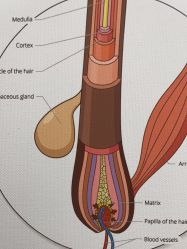 -熙朵美学植发·连锁品牌