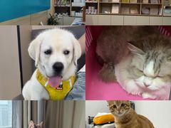 -瑞派伍一宠物医院·眼科·骨科·猫科转诊中心(马王堆院)