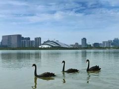 -天鹅湖体育公园