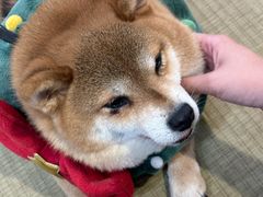 -逗柴咖啡屋·狗咖猫咖宠物桌游