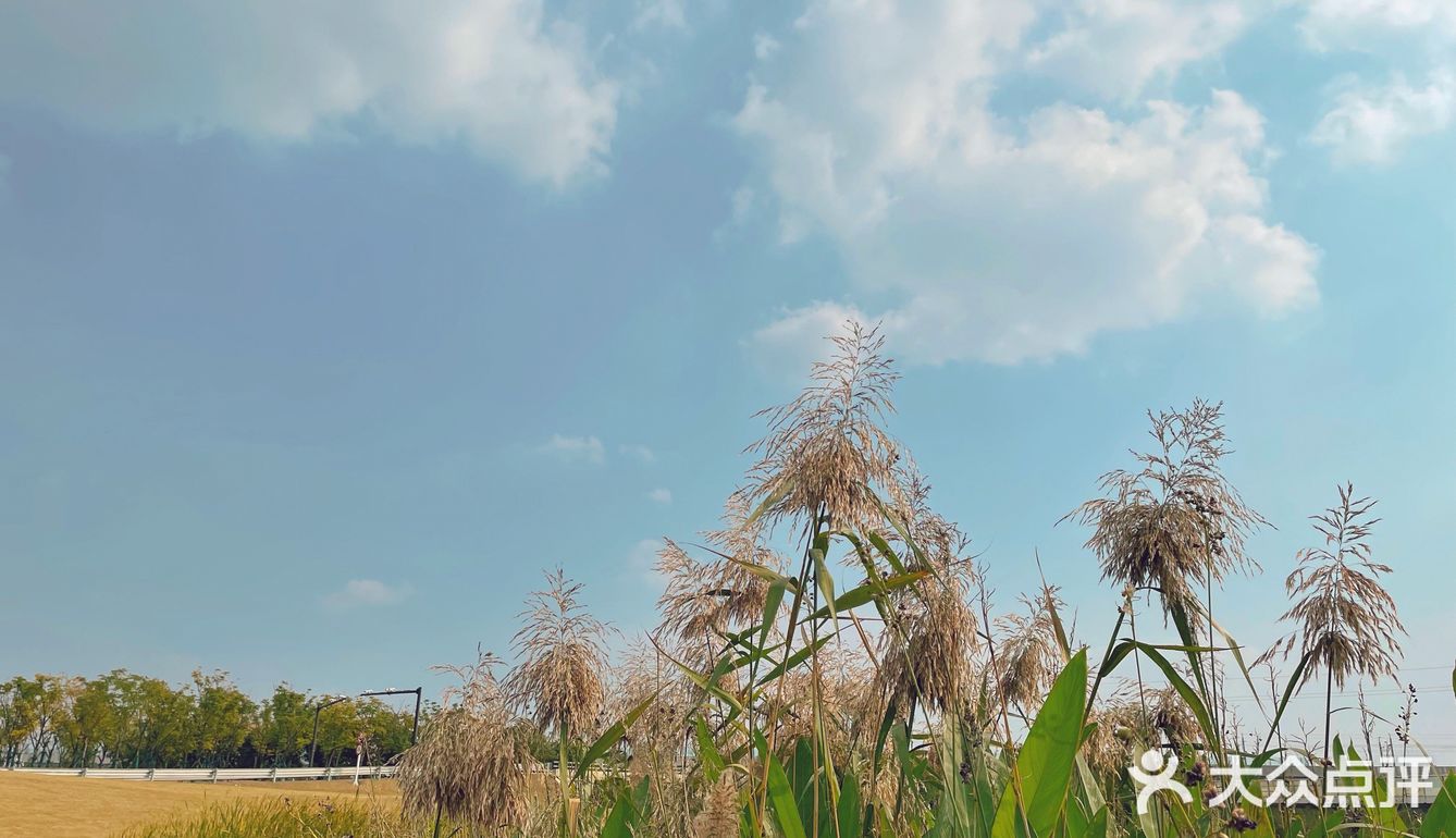 大隐隐于市，偶遇彼岸花