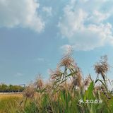大隐隐于市，偶遇彼岸花