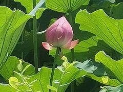 -合肥三国新城遗址公园