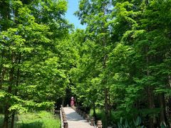 -桤木河湿地公园