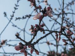 -桃花堤公园
