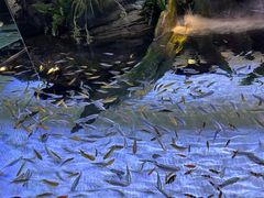 -上海海洋水族馆
