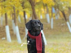 -超宠爱宠物摄影-Super pet