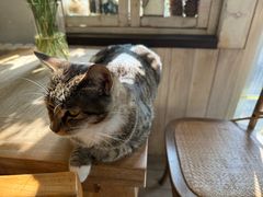 -海边的猫和咖啡馆