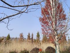-南京枫彩漫城