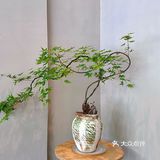 二刷啦！大良“Alldaymade-全日製食