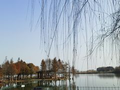 -贡湖湾湿地公园
