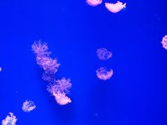 -芜湖新华联大白鲸海洋公园