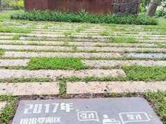 -银湖山郊野公园-相思林