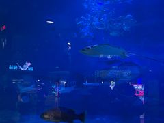 -烟台海昌鲸鲨海洋公园