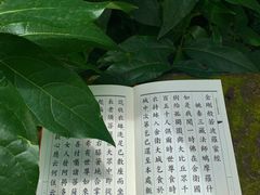 -都江堰普照寺