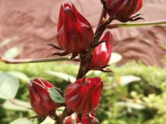 -广州神农草堂中医药博物馆