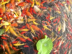 -卧龙湖
