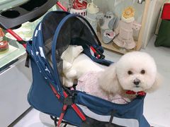 -BABYDOG宝贝狗宠物乐园(欧洲城店)