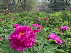 -洛阳市隋唐城遗址植物园