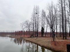 -黄海国家森林公园