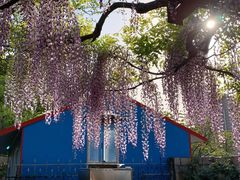 -嘉定紫藤园