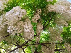 -嘉定紫藤园