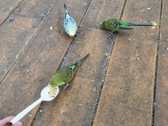 -南宫五洲植物乐园