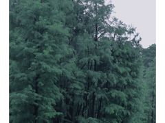 -番禺大夫山森林公园