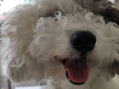 -瑞派·关忠动物医院·猫专科·犬专科(三环新城店)